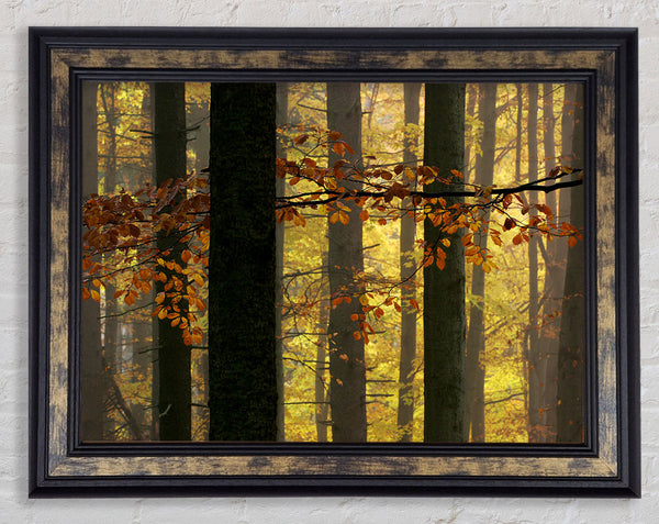 Golden Light Through The Trees Framed Print