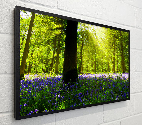 Bluebell Sun Blaze