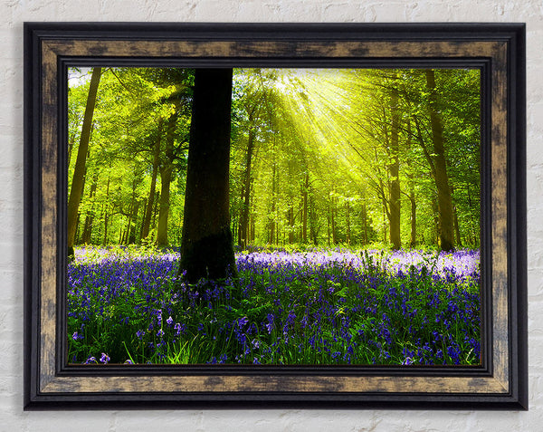 Bluebell Sun Blaze Framed Print