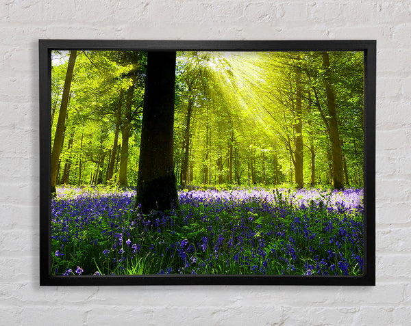 Bluebell Sun Blaze Framed Print