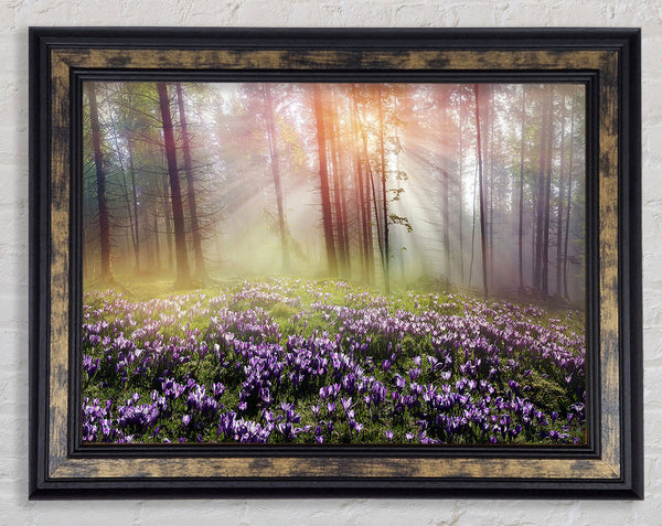 Sun Through The Bluebell Woodland Framed Print