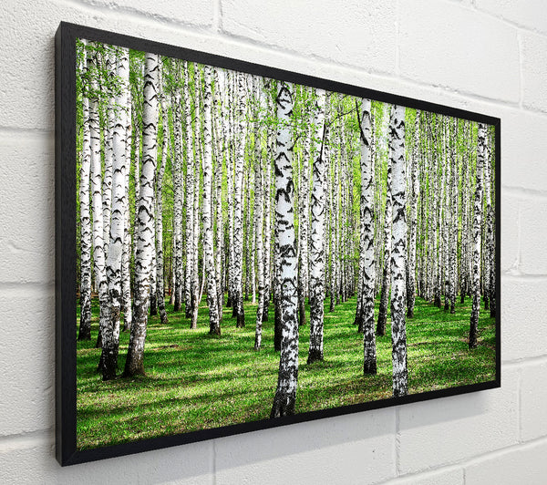 Silver Birch Beauty