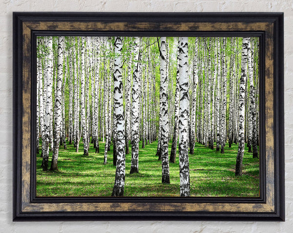 Silver Birch Beauty Framed Print
