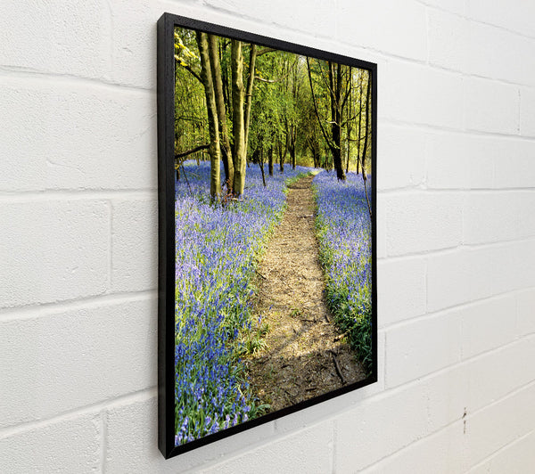 Bluebell Path