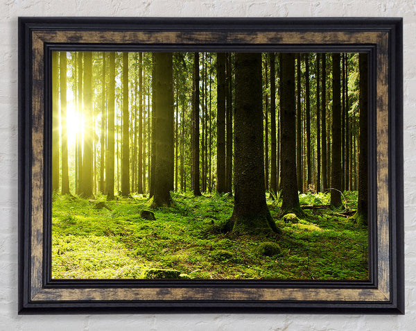 Green Sun Beam Framed Print
