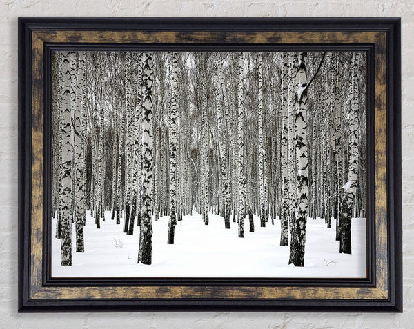 Silver Birch Trees In The Snow Framed Print