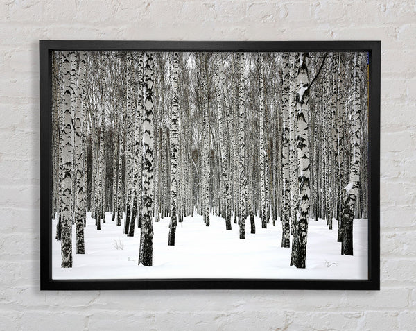 Silber-Birken im Schnee