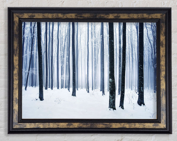 Winter Magic Framed Print