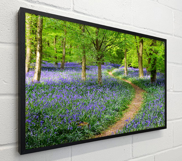 Walk Through The Bluebell Path