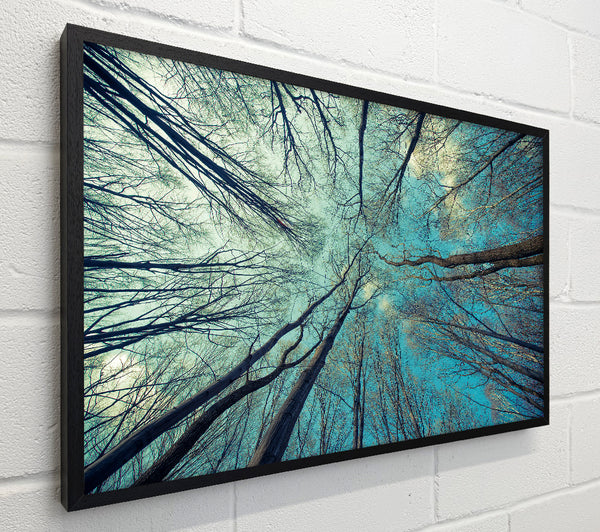 Sky Of Trees