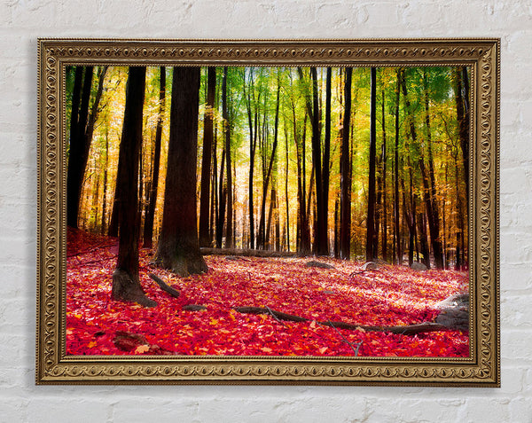 Autumn Leaves Framed Print