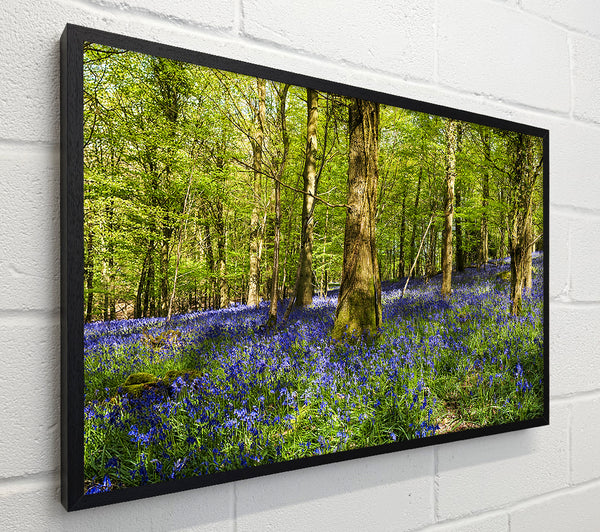 Bluebell Woodland