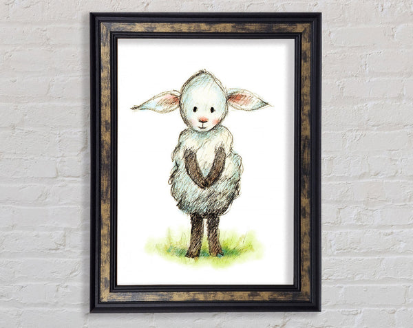 Shy Sheep Framed Print