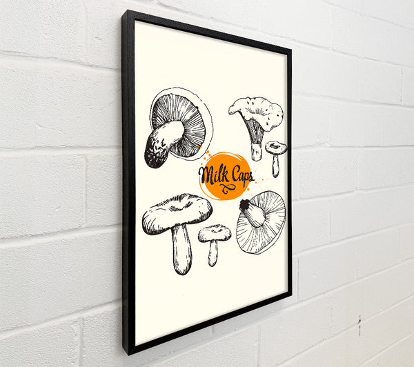 Milk Cap Mushrooms