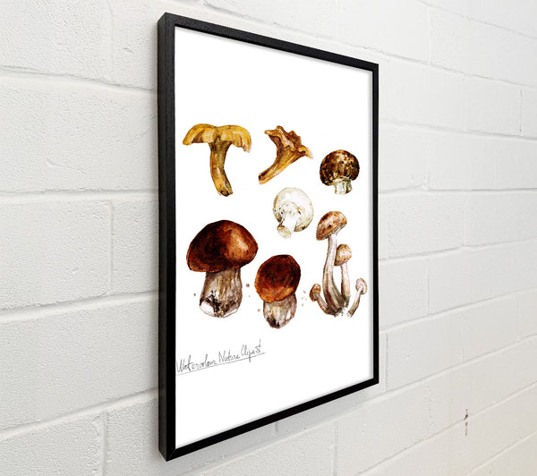 Different Types Of Mushrooms