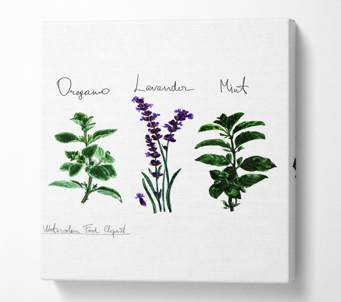  A Canvas Print of Herb Selection 2 Canvas Art