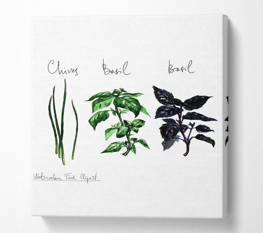  A Canvas Print of Herb Selection 4 Canvas Wall Art
