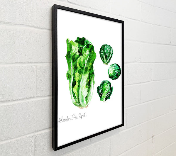 Cabbage