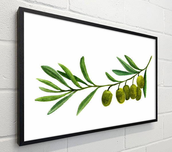Olive Branch