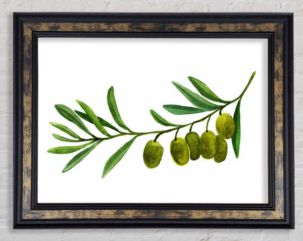 Olive Branch Framed Print