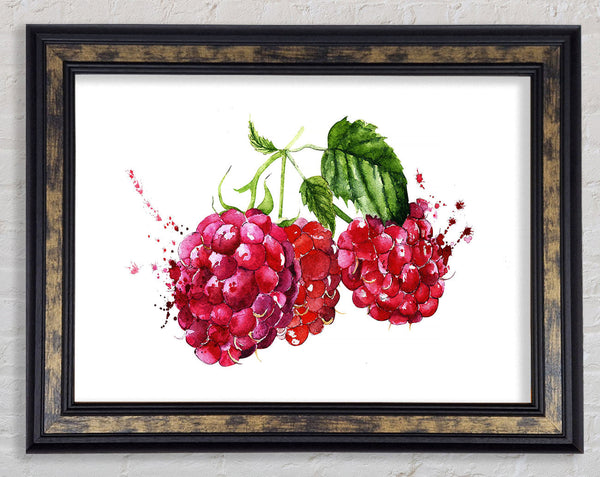 Raspberry Trio Framed Print