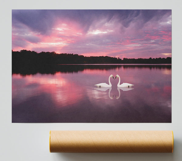 Perfect Swan Waters Giclee Print