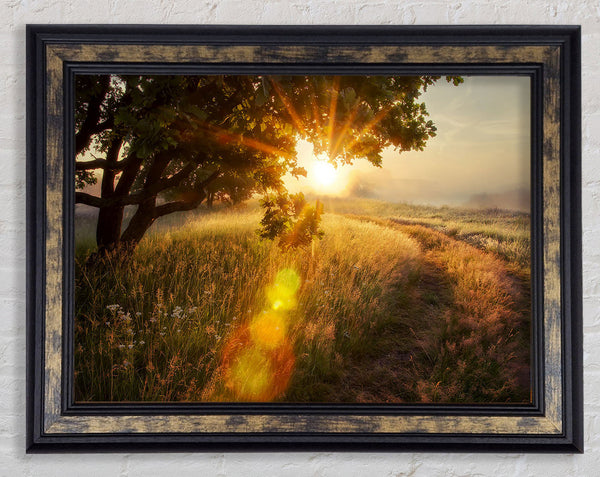 Sun Burst Tree Framed Print