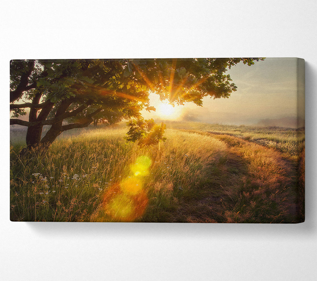  A Canvas Print of Sun Burst Tree Canvas Print