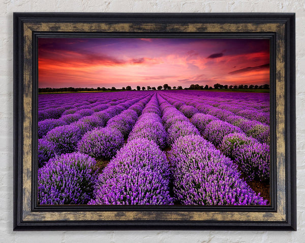 Lavender Fields Framed Print