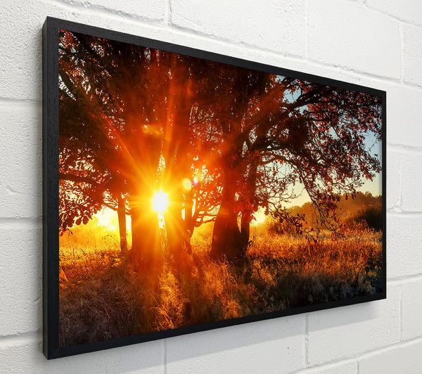 Red Sun Burst Tree