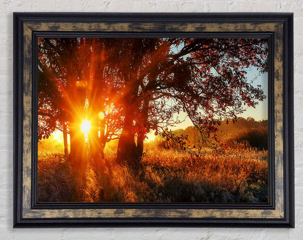 Red Sun Burst Tree Framed Print