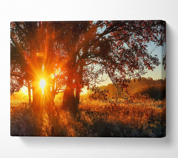 Red Sun Burst Tree Canvas Print