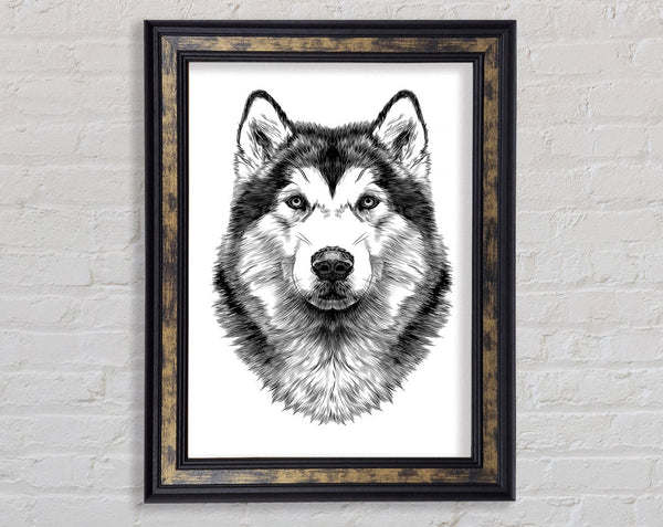 Husky Wolf Framed Print