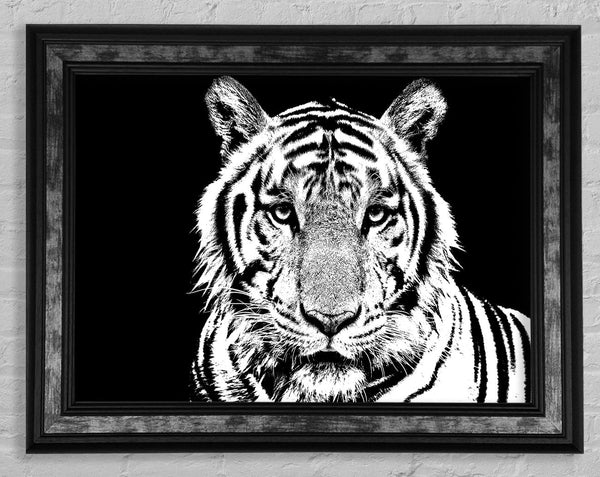 Stunning Tiger Face Framed Print