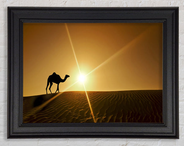 Desert Camel Framed Print