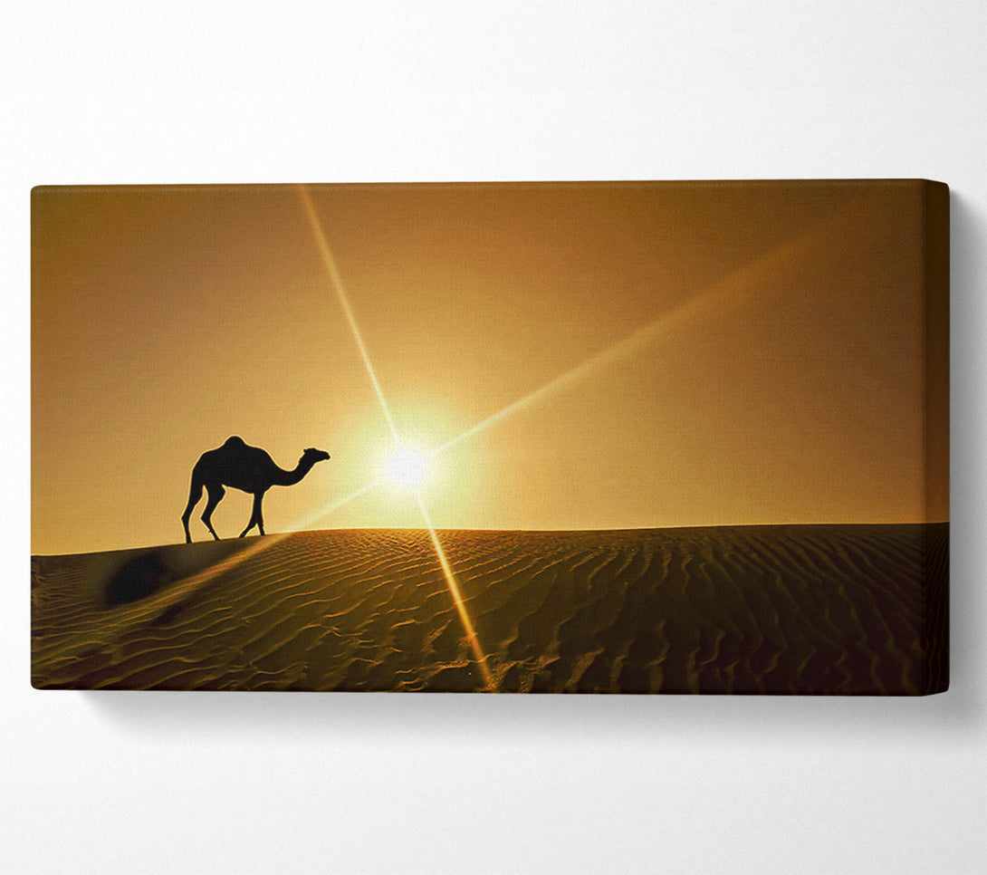  A Canvas Print of Desert Camel Canvas Art