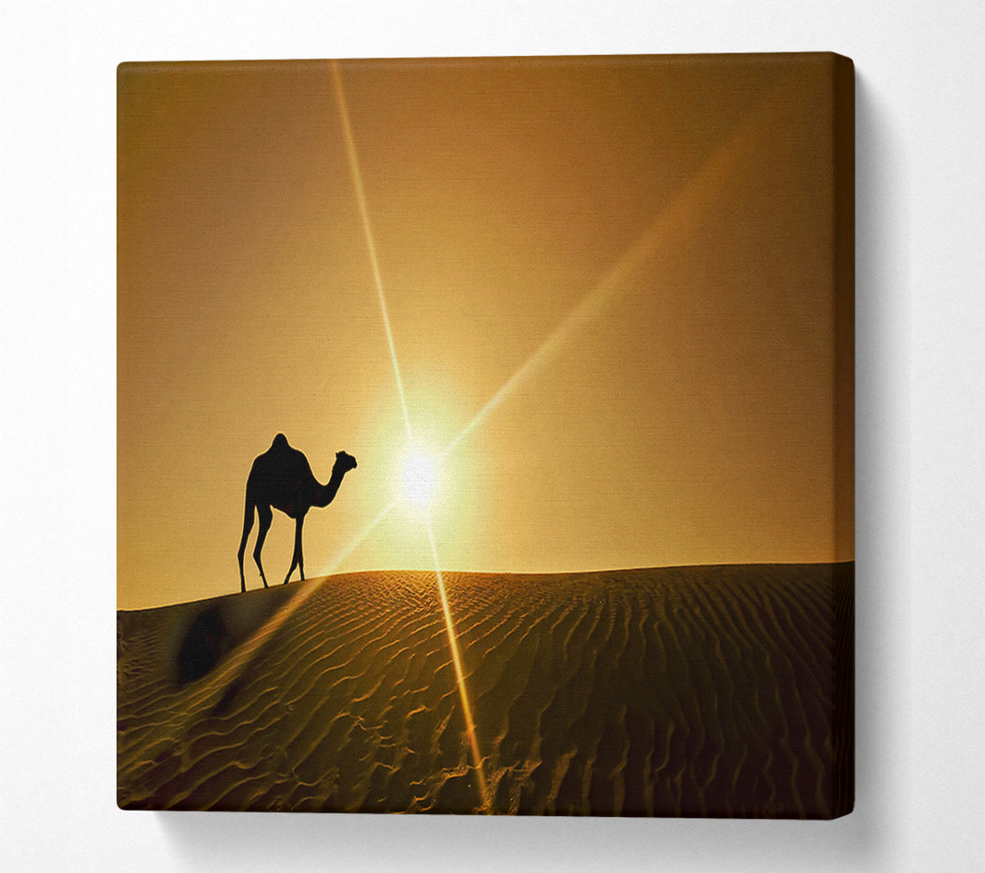  A Canvas Print of Desert Camel Canvas Art