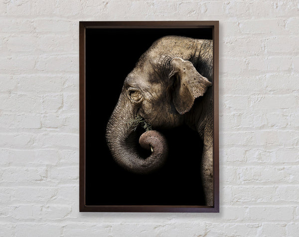 Elephant Feed Framed Print