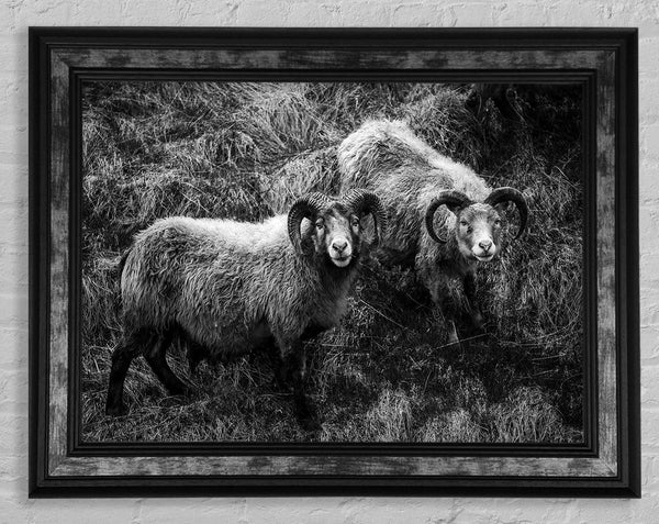 Ram Duo Framed Print