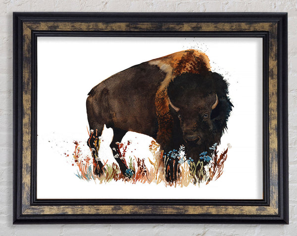 Bison Love Framed Print
