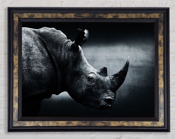 Rhinoceros Beauty Framed Print