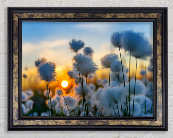 Cottonbuds In The Sunset Framed Print