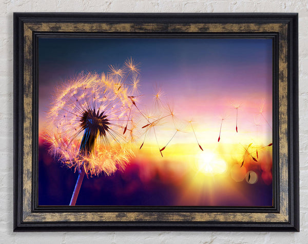 Whisper In The Sun Framed Print