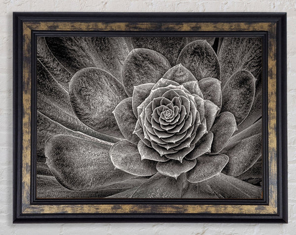 Cabbage Leaves Framed Print