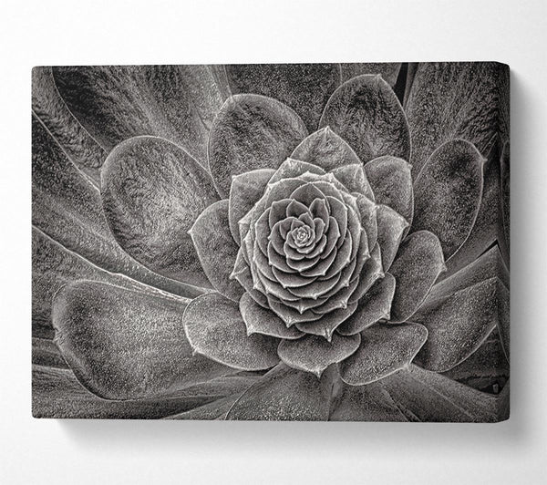  A Canvas Print of Cabbage Leaves Canvas Wall Art