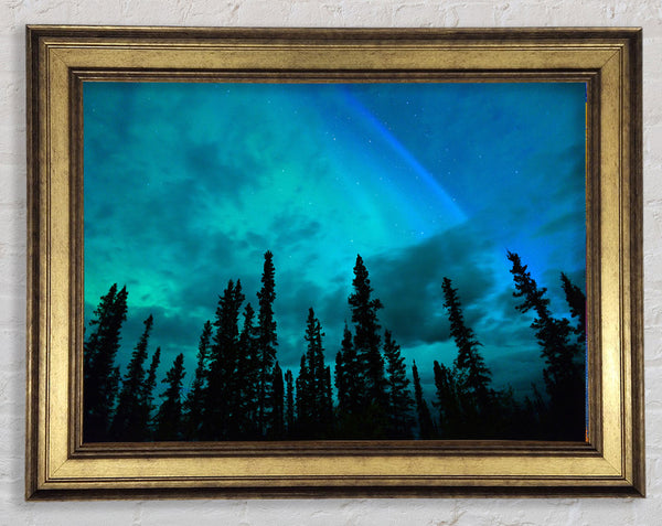 Lappland Waldbäume