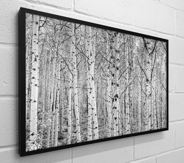 Just Silver Birch
