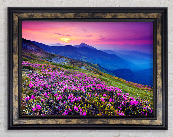 Pink Flower Mountain Top Framed Print