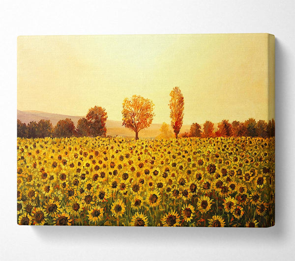 A Canvas Print of Nothing But Sunflowers Canvas Art
