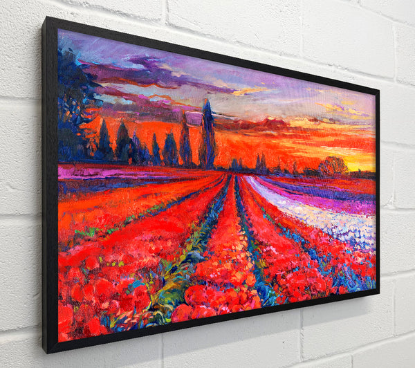 Red Tulip Field Sunset